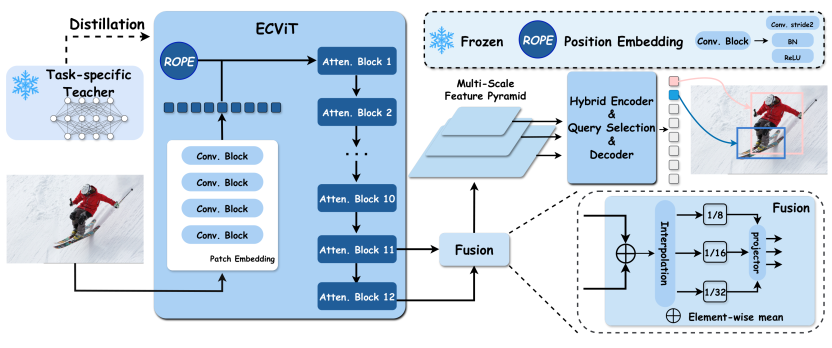 EdgeCrafter: ECViT and ECDet architecture
